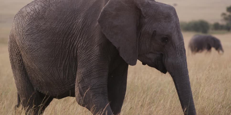 Close up of an elephant standing in the grass