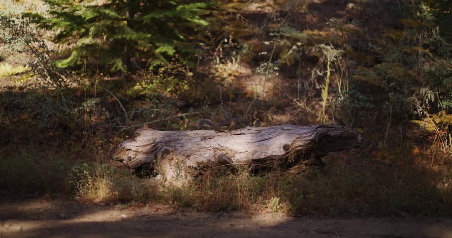 Two playful chipmunks scamper and chase each other across a sun-drenched fallen log in a tranquil forest