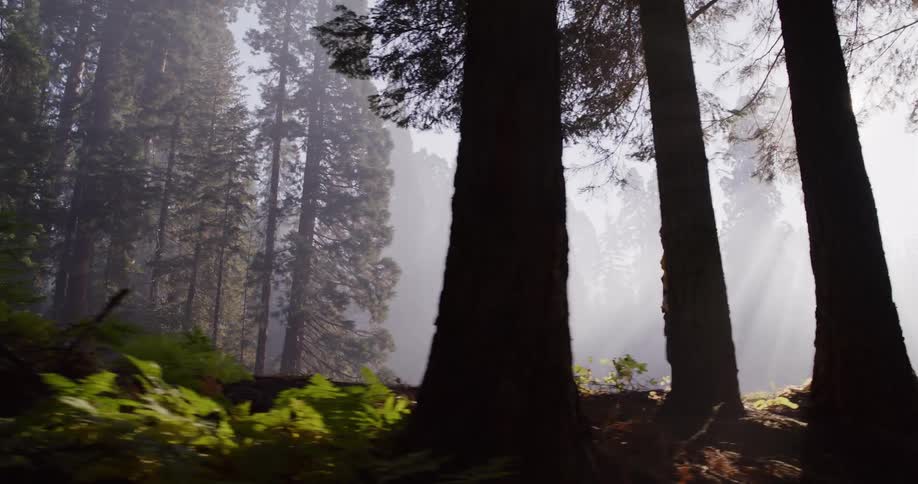 Slow-motion side-view of a woman hiking through a foggy redwood forest as epic sunbeams shine through the trees