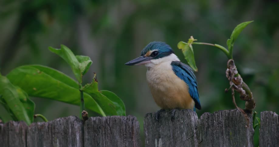 A vibrant blue and white Sacred Kingfisher rests peacefully on an old wooden fence