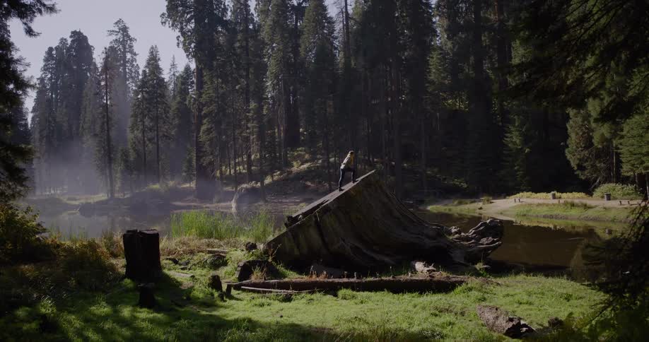 A triumphant woman climbs onto a giant fallen tree stump and stretches her arms out in a beautiful, sunlit forest