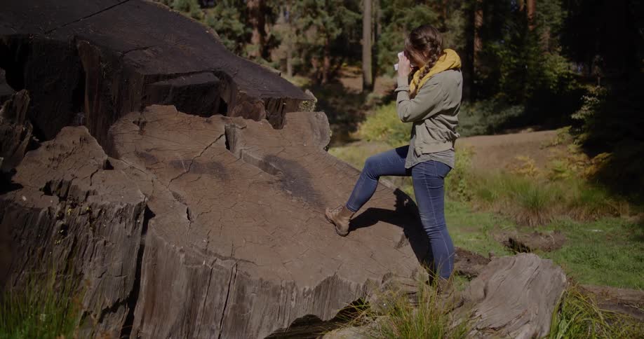 A young woman stands on a giant tree stump in a sunny forest, taking a break to drink from a mug