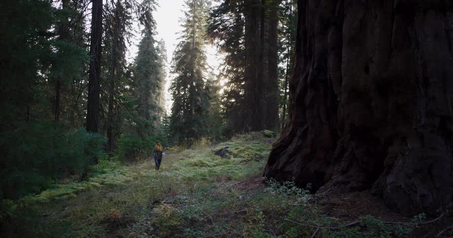 A woman wearing a yellow scarf hikes on a sunlit path through an ancient sequoia forest