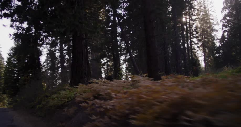 A scenic point-of-view drive along a winding road through a dense forest of tall trees as the late afternoon sun shines through the canopy