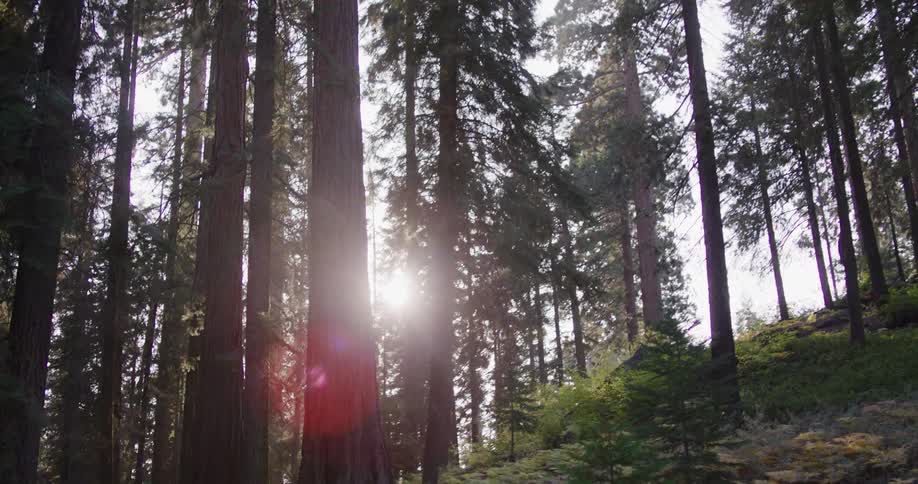 A cinematic reveal of majestic giant sequoia trees with bright sunlight filtering through the canopy