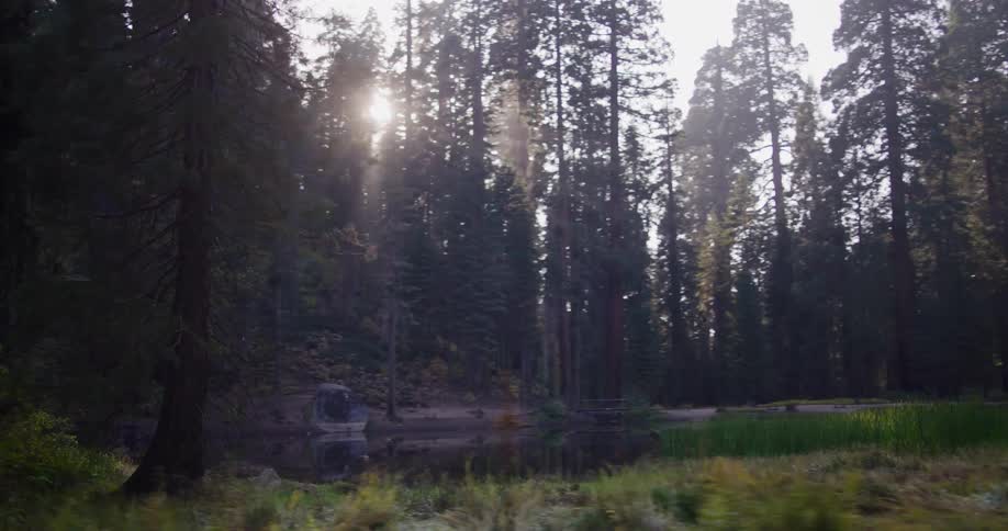 A slow-motion tracking shot passes by a peaceful pond in a dense forest of giant sequoia trees as the golden sun shines through the canopy