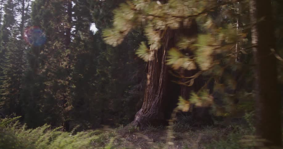 A slow-motion tracking shot through a sunlit forest reveals the massive trunk of a giant sequoia tree