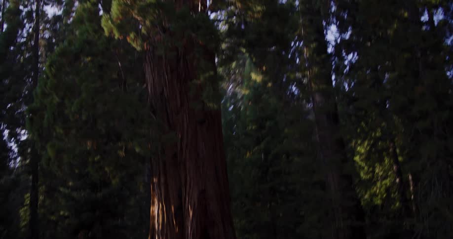 A majestic giant Sequoia tree is revealed in a tilt-down shot from its canopy to its massive trunk in a sunlit forest