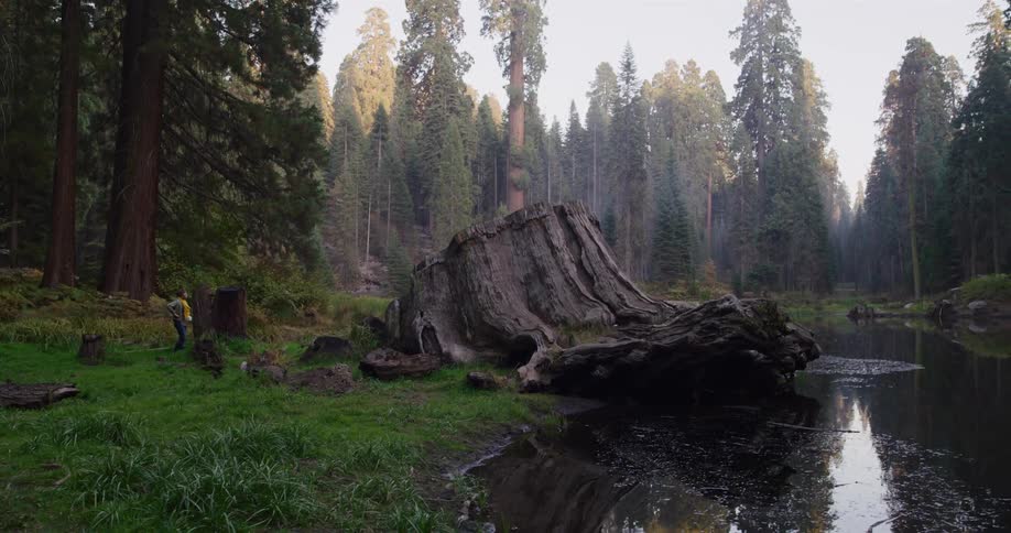 A hiker with a backpack wanders through a tranquil forest of giant sequoia trees next to a calm lake