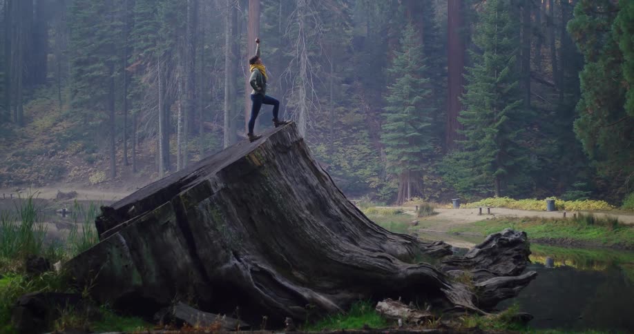 A hiker successfully climbs to the top of a massive tree stump in a foggy redwood forest and raises their fist in victory