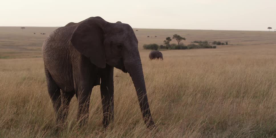 Elephant grazing in the savanna