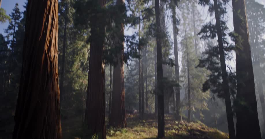 A lone person stands in a sunbeam amidst giant Sequoia trees, with the camera tilting up to reveal the majestic forest canopy