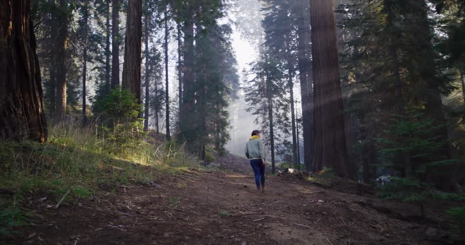 Following a woman from behind as she hikes up a hill in a misty forest of giant trees with cinematic sunbeams