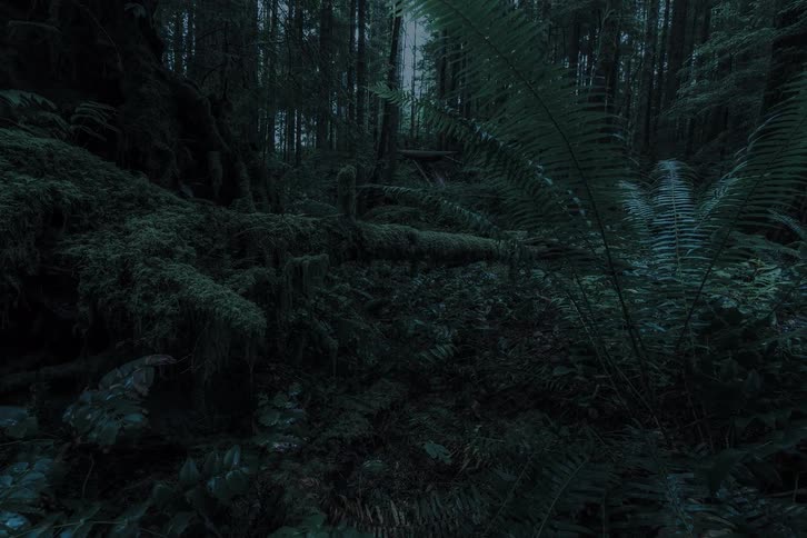 A slow dolly shot pushes through the dense undergrowth of a dark and mysterious mossy forest