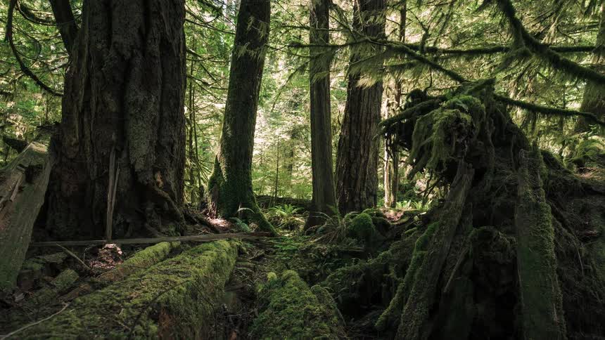 A slow dolly shot reveals a majestic old-growth rainforest floor covered in vibrant green moss