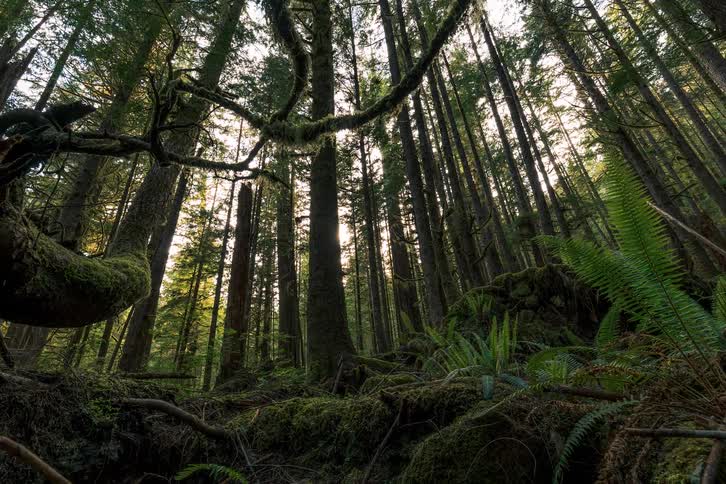 A slow pull-back time-lapse from a low angle reveals the towering, moss-covered trees of a lush temperate rainforest