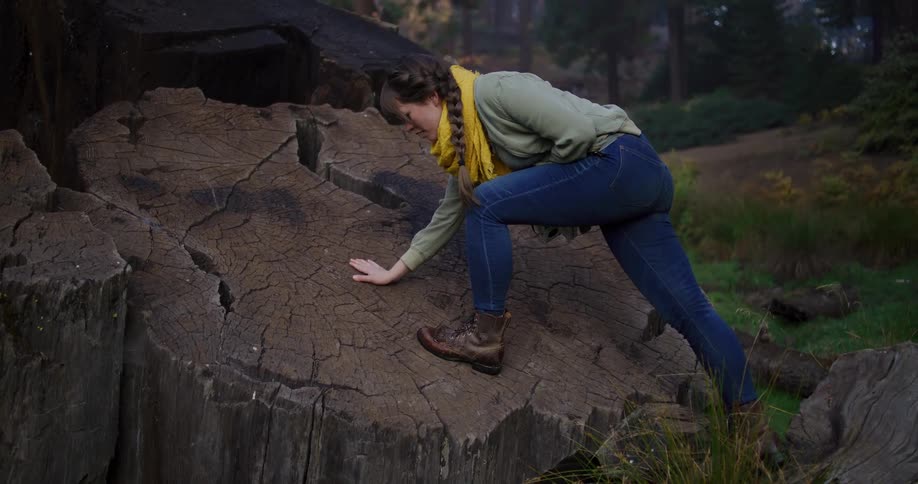A young woman wearing hiking boots carefully steps onto a massive, ancient tree stump in a dense forest, touching its weathered surface