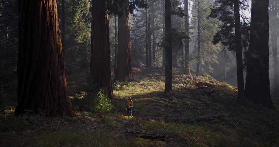A lone hiker with a backpack is dwarfed by the massive sequoia trees in a sunlit forest