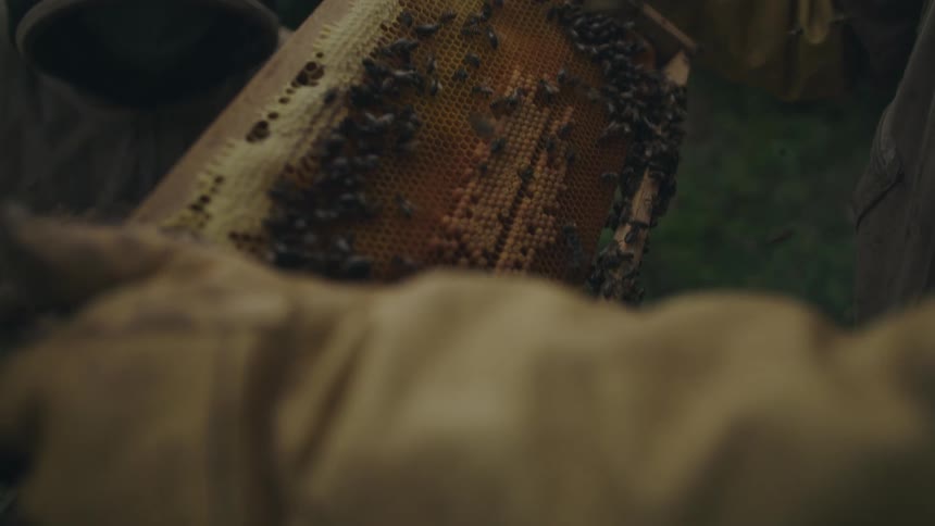 A beekeeper wearing protective gloves carefully inspects a honeycomb frame teeming with bees in slow motion
