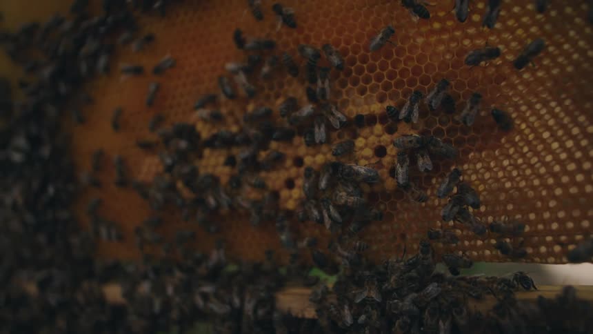 An intricate close-up view of a bustling colony of honeybees crawling across their golden honeycomb