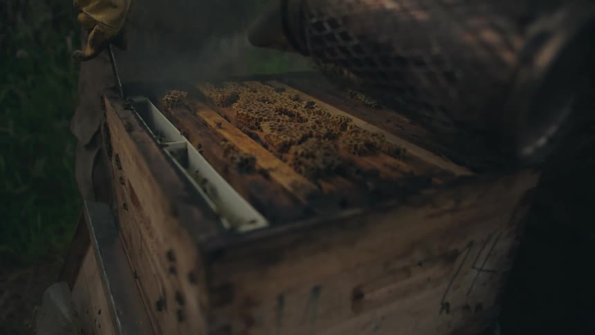 A beekeeper uses a smoker to calm honeybees in a wooden hive before inspecting the honeycomb frames