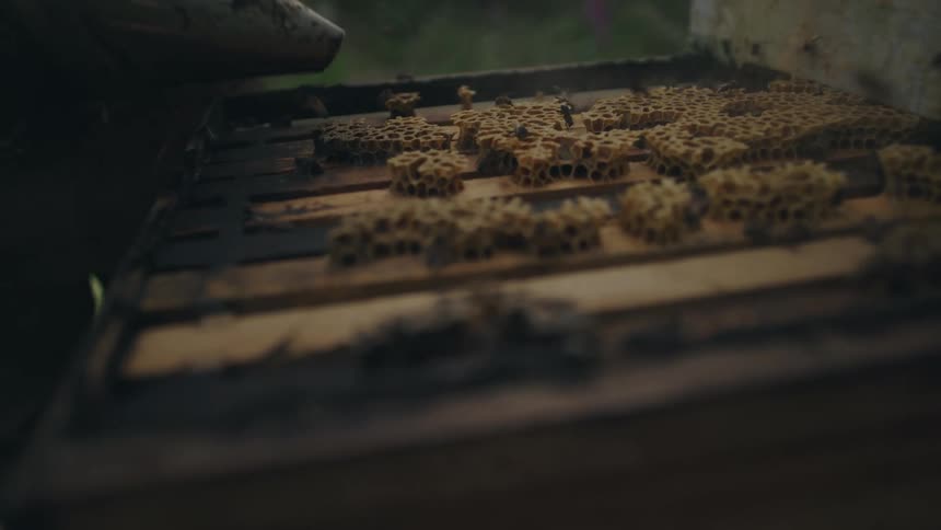 Slow motion close up of a bee smoker puffing smoke over honeybees crawling on their honeycomb inside a hive