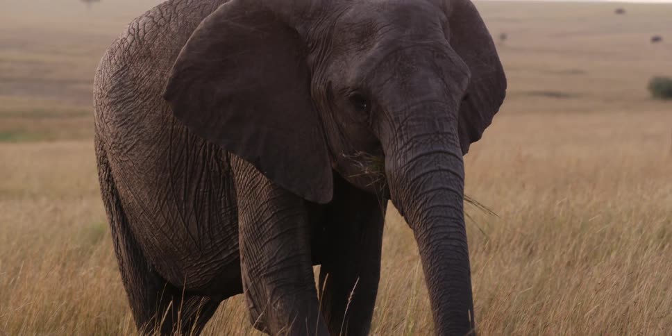 An elephant eating grass