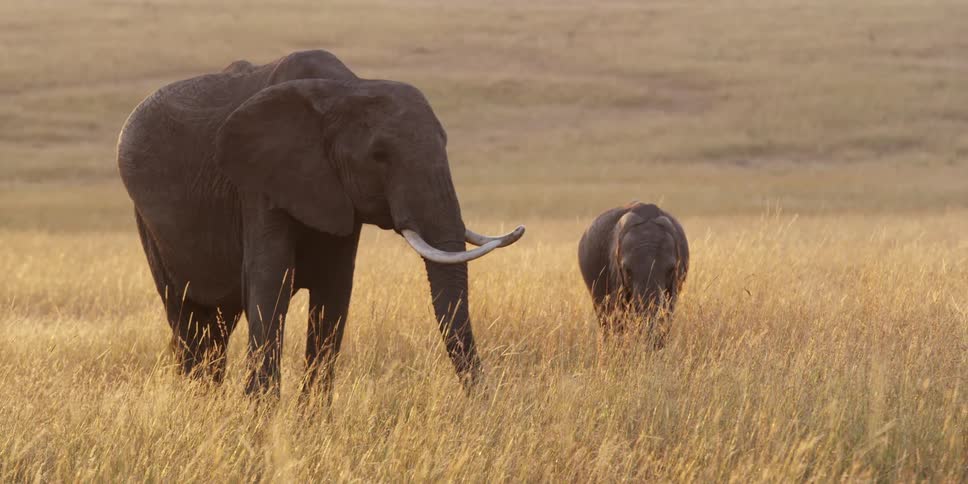 Two elephants walk in tall grass