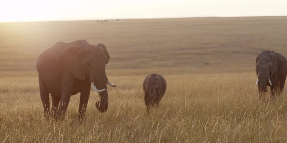 Three elephants walking in a field