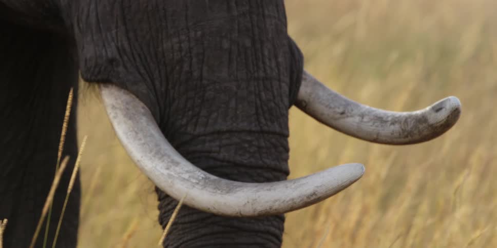 Close up of an elephant's tusks and trunk as he walks through a field