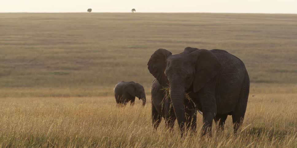 Elephants eating tall grass in a field