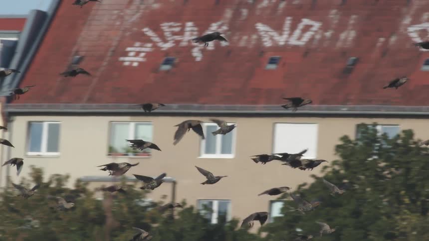 A large flock of starlings flies in slow motion across an urban landscape with city buildings in the background