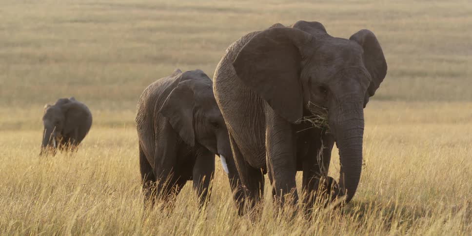 Elephants eating yellow grass in a field