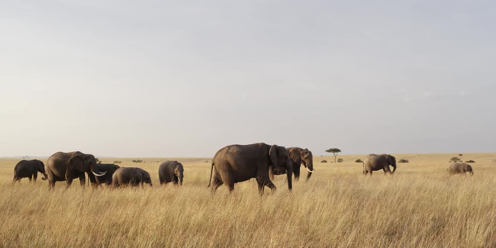 Elephants walk on a savannah