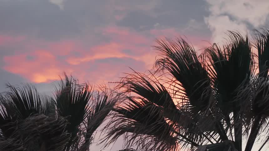 Silhouetted palm fronds sway gently in the breeze during a colorful tropical sunset