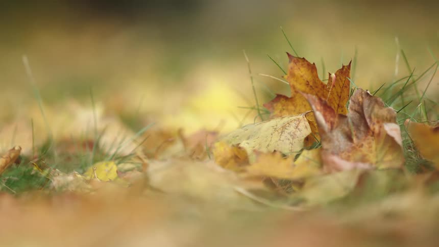 Close-up static shot of colorful maple leaves on the ground during a peaceful autumn day