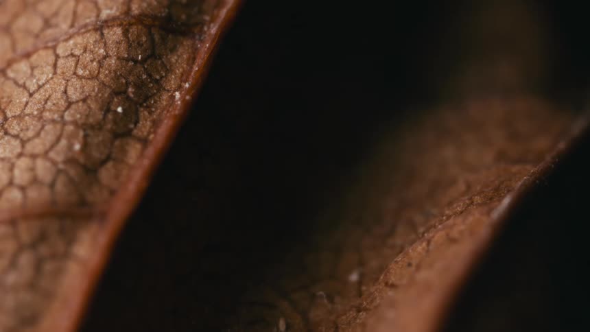 A macro close-up of the intricate textures and veins on a dry, brown, curled leaf