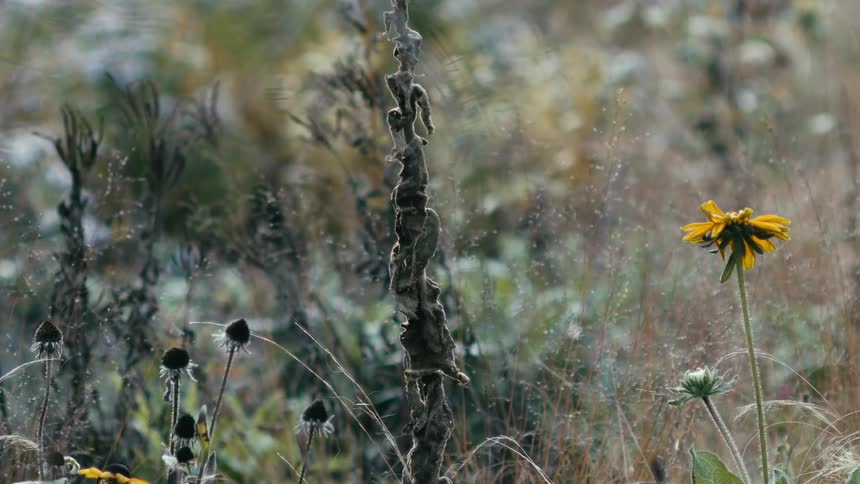 A lone yellow Black-eyed Susan flower sways gently in the breeze amidst dried, late-season prairie plants