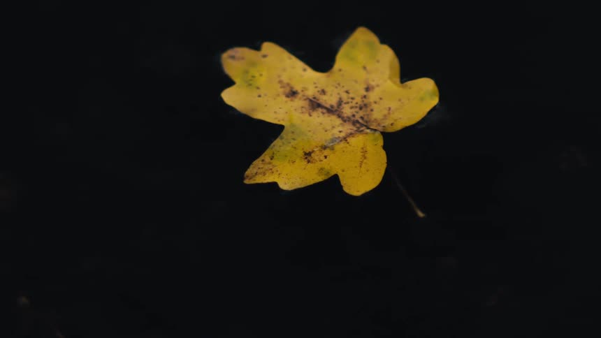 A single yellow autumn leaf floats peacefully on the surface of dark, calm water