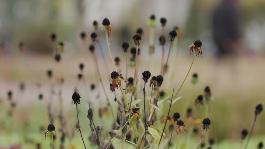 Withered dark brown flower heads stand in a quiet garden at the end of the season with a soft-focus background
