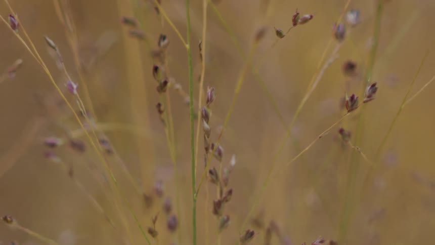A serene macro close-up of a delicate stalk of wild grass with small purple seed pods in a golden field