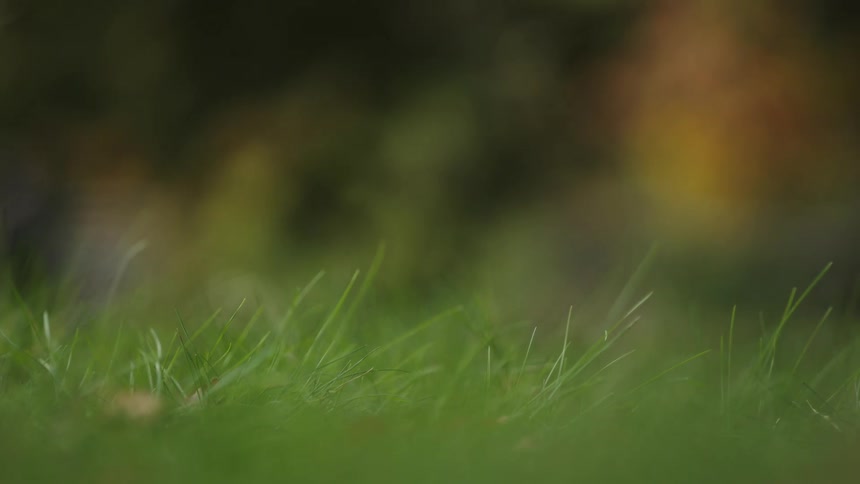 A serene, low-angle shot of vibrant green grass with a softly blurred natural background