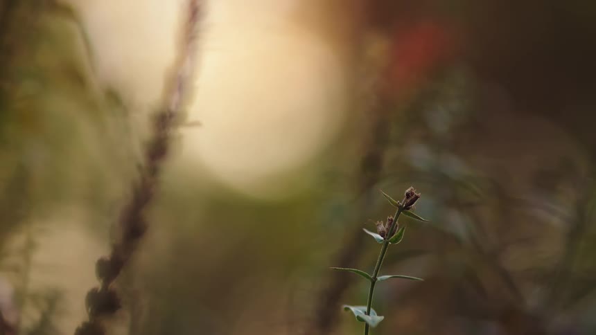 A delicate plant with a closed bud stands still against a beautifully blurred, warm-toned natural background