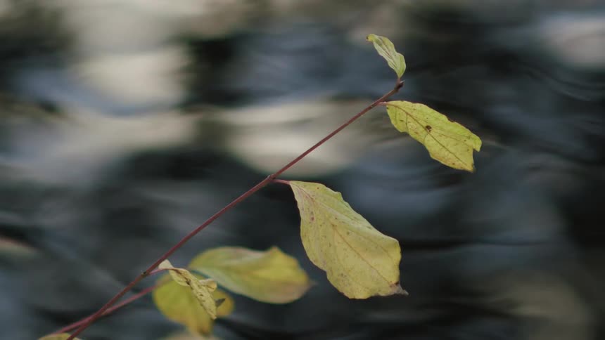 A peaceful close-up of a single branch with yellow leaves hanging over a fast-flowing stream
