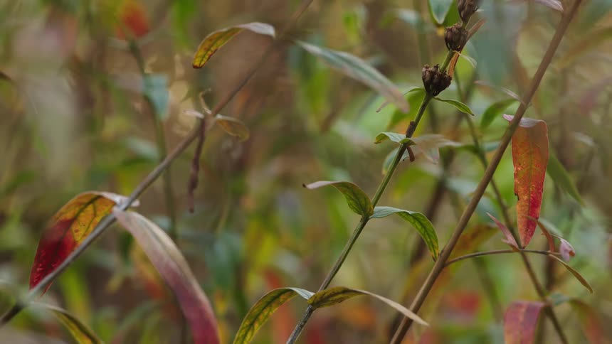 A close-up of colorful leaves and a plant stalk with seed pods during the autumn season