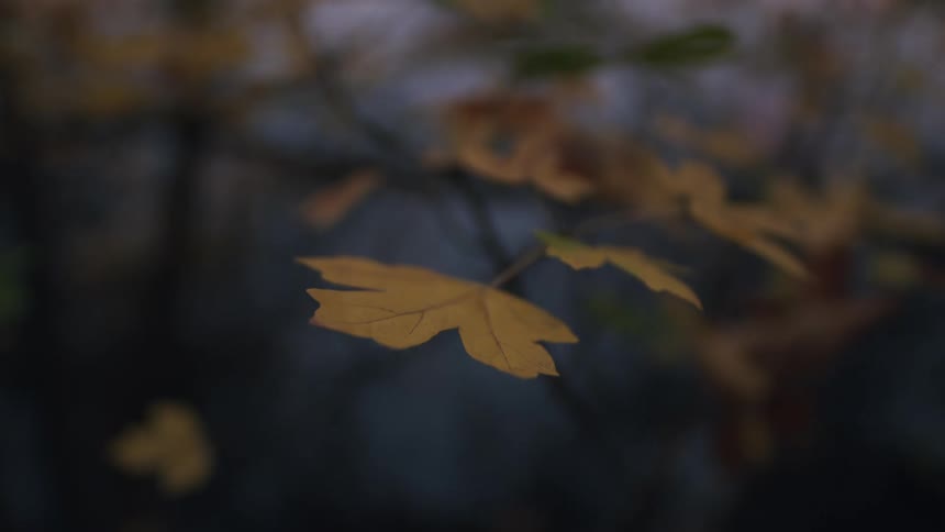 A close-up of a still yellow autumn leaf on a branch with a dark, blurred background