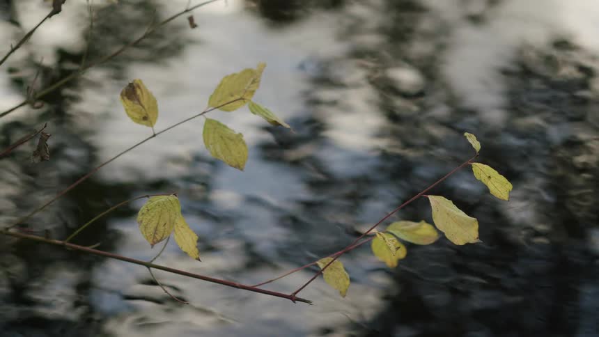 A close-up of yellow autumn leaves on a branch hangs still above a rapidly flowing stream