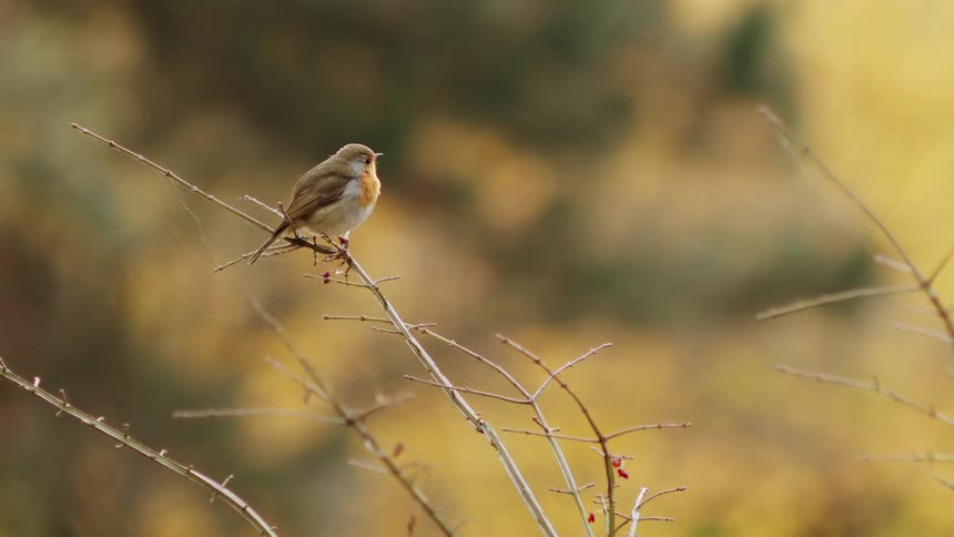 A European Robin sings on a thorny branch in an autumn forest before flying away in slow motion