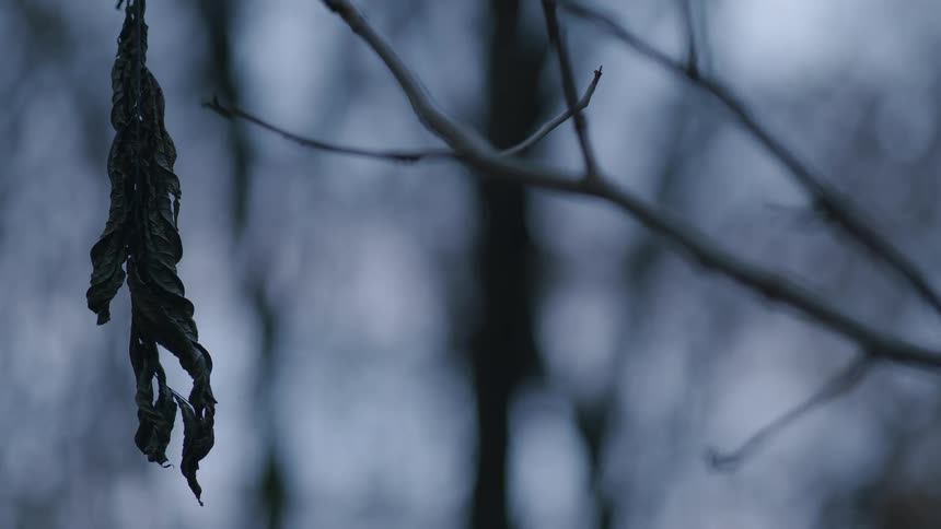 A close-up of a single, withered leaf hanging from a desolate branch in a cold winter forest