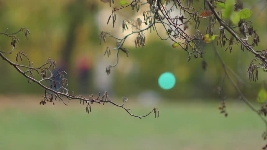 A close-up view of autumn branches frames a blurry park scene where people and a changing colored light are visible in the background